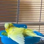 Ein Flügel ist schon sauber