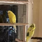 Abendstimmung am Fenster