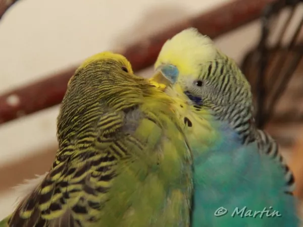 Wellensittich-Bild: Pünktchen & Doris in love