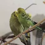 Doris & Valli 4