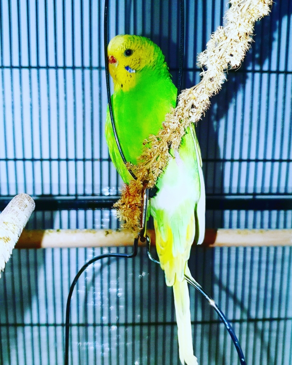 Kiwi