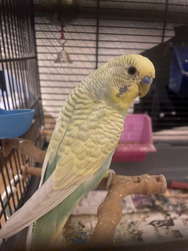 Wellensittich-Bild: Blue ist unser Neuer und noch immer nicht handzahm. Wie hoffen, er wird es bald sein weil er klug, aktiv und interaktiv ist und plaudert den ganzen Tag.