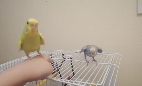 Wellensittich-Bild: Anny und Wendy sind gute Freundinnen und fliegen gerne zusammen. 