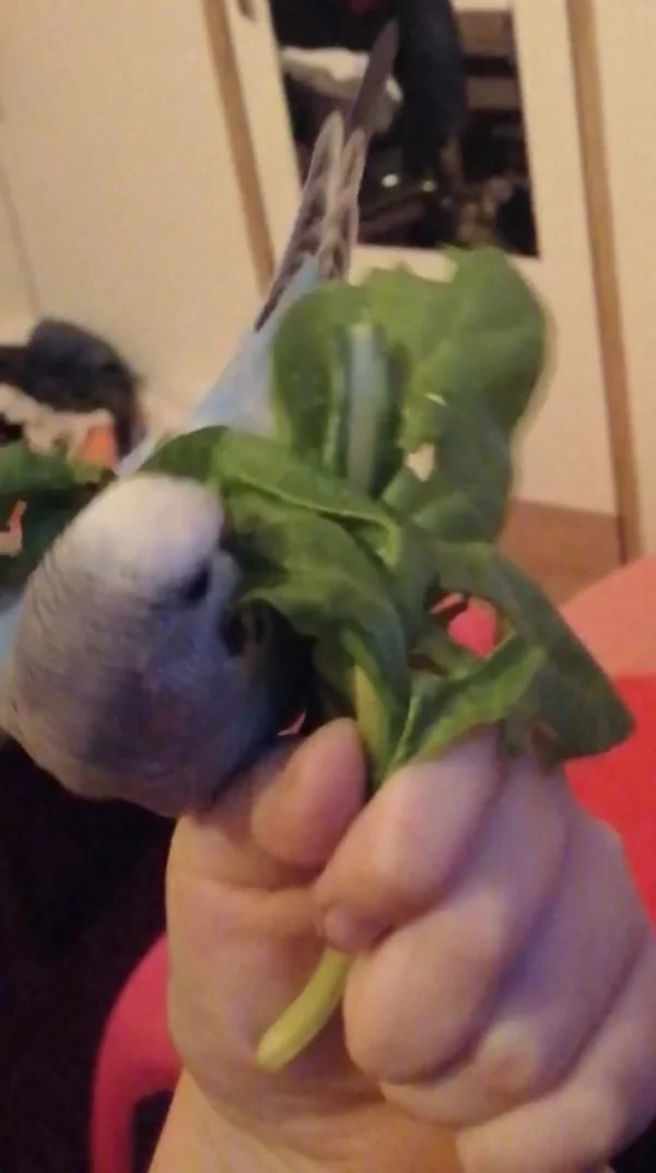 Wellensittich-Bild: Wendy liebt es, Obst und Gemüse zu essen, und wenn sie es isst, macht sie auch Gymnastik ;D