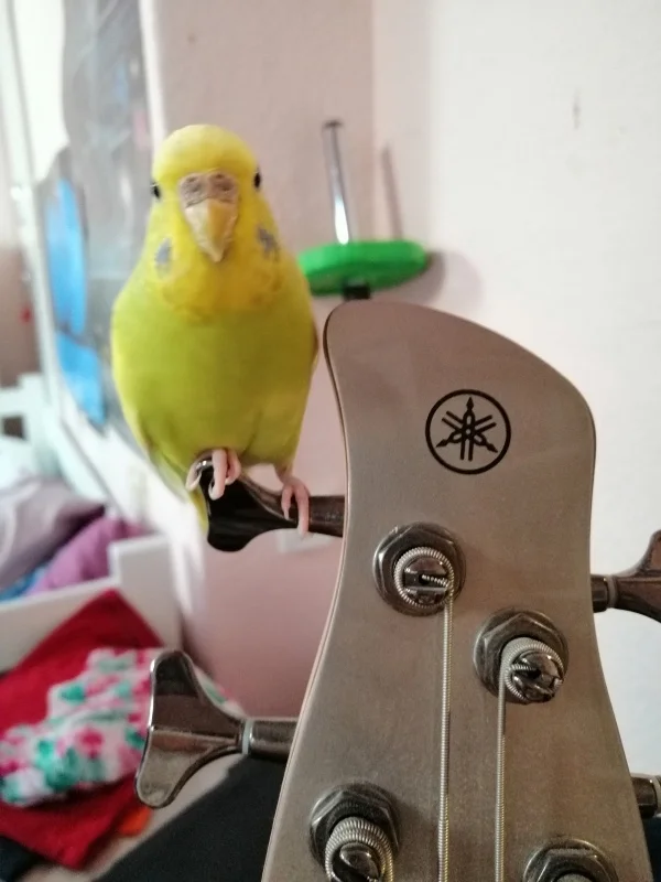 Wellensittich-Bild: Anny sitzt gerne auf der Bas-Gitare, aber sonst geniesst sie auch ihren Ton. 