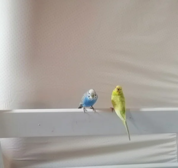 Wellensittich-Bild: Wendy folgt Anny immer, wenn sie fliegen. Anny ist immer noch ein wenig düster mit Wendy, aber sie werden bessere Freunde.