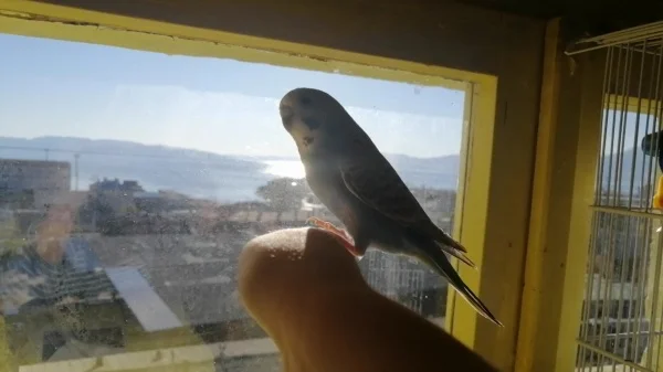 Wellensittich-Bild: Wendy mag auf dem Finger stehen. 