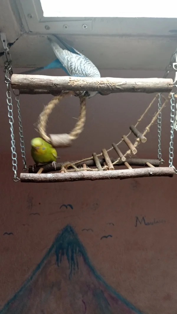 Wellensittich-Bild: Wendy schaukelt den Ring, um Anny absichtlich mit dem Ring zu schlagen. Wendy ist lustig!