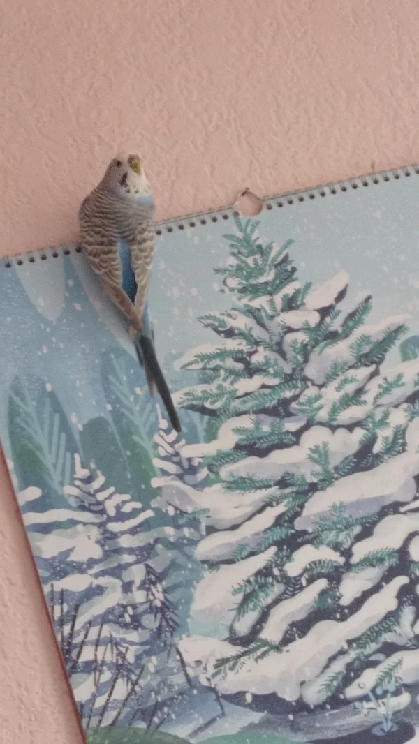 Wellensittich-Bild: Wendy fliegt und landet gern auf diesen Kalender. Das passt zu ihr, weil sie dem Charakter nach eine Eiskönigin ist.
