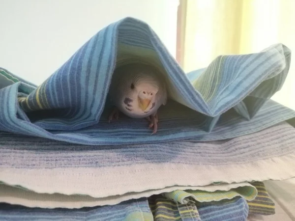 Wellensittich-Bild: Wendy ist jung und mag spielen. Manchmal spielt sie mit uns das Verstecken-Spiel. Die Bettwäsche ist genug gut dazu.