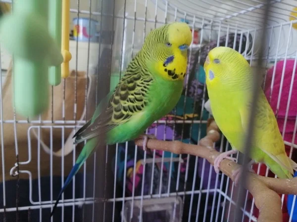 Wellensittich-Bild: Wenn es Anny nicht gut geht, ist Kiko da, um sie gluecklich zu machen :-) 