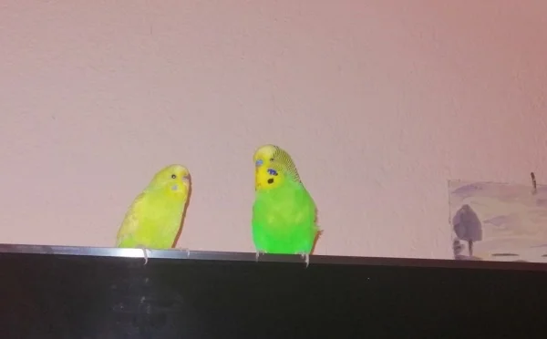 Wellensittich-Bild: Kiko und Anny sind seit anderthalb Jahren zusammen. Sie fliegen gerne zusammen und stehen auf dem Fernseher :)
