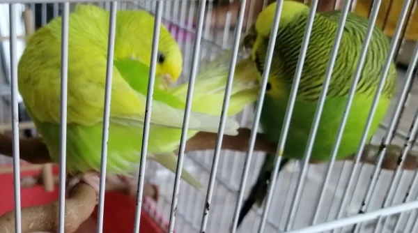 Wellensittich-Bild: Anny reinigt ihren Schwanz, während Kiko spielt mit ihrem Schwanz.