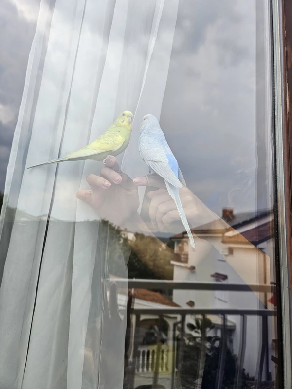 Wellensittich-Bild: Anny und Bembo sind verknallt. Bald bereiten wir ihre Hochzeit vor. Ihr aus dem Wellinet-Team seid auch nach Kroatien eingeladen.
