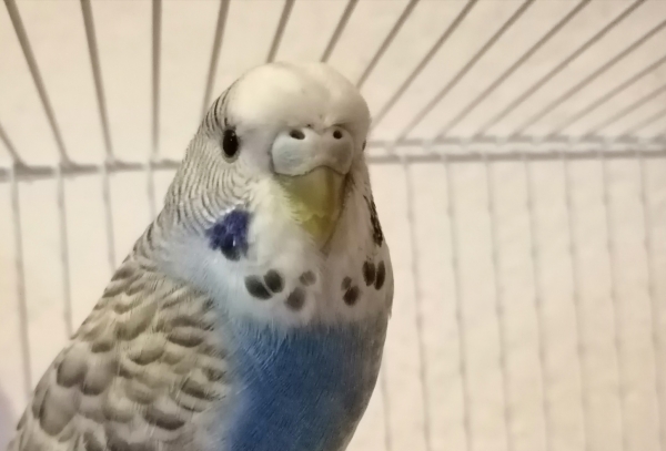 PHPSESSID
