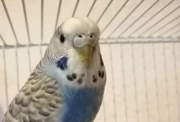 Wellensittich-Bild: Wendy liebt Anny und schlägt Kiko. Anny ist weiblich, Kiko ist männlich. Meine Tochter behauptet, eine Frau zu sein. Kannst du mir antworten? 

Dalika