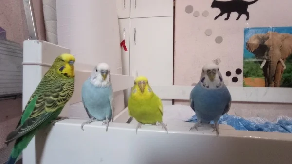 Wellensittich-Bild: Alle kamen auf mein Bett, um mich zu trösten, weil ich krank war. 