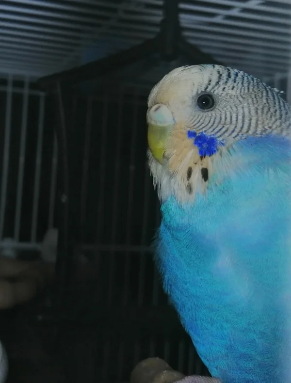 Wellensittich-Bild: Ist es das Blut oder die Farbe der Birne, die sie gestern gegessen hat?