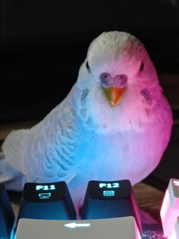 Wellensittich-Bild: Bembo möchte Computerspiele spielen. Er wird ein echter Gamer.