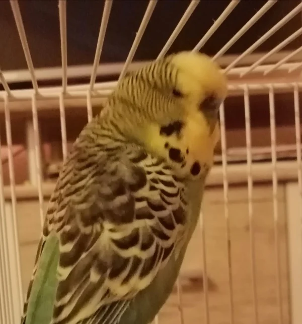 Wellensittich-Bild: Kiko ist mein Lieblingspapagei und mein einziger männlicher Papagei. Ich habe zwei weibliche Papageien, Anny und Wendy. Anny ist seine Partnerin und Wendy ist seine Freundin, die, wenn sie in ihren Käfig kommt, denkt, sie sei die Chefin: D. Kiko liebt es zu singen und zu twittern. Kiko ist der hübscheste Typ in der Stadt.