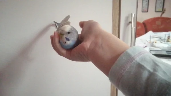 Wellensittich-Bild: Wendy ist ein neugieriger Vogel und sehr zahm.