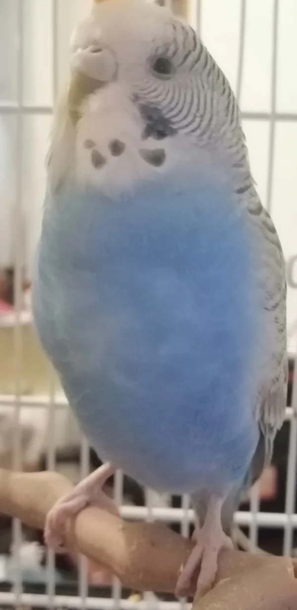 Wellensittich-Bild: Wendy ist sehr süß. Sie liebt Anny, als wäre sie ihre Mutter. Kiko pickt manchmal und spielt manchmal mit ihm. Sie ist ein glücklicher Vogel.