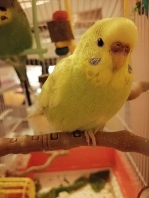 Wellensittich-Bild: Sie ist klug, beobachtet alles, was in der Wohnung passiert. Gestern hatten wir einen Gast, einen Meisenvogel, der ihre Körner fraß.