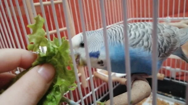 Wellensittich-Bild: Wendy, genannt Wendy Bebendy (BEBA bedeutet auf Kroatisch Baby). Sie isst gerne Salat. Es ist lustig, wie nach dem Essen Wendys weiße Wangen grün werden :D.
