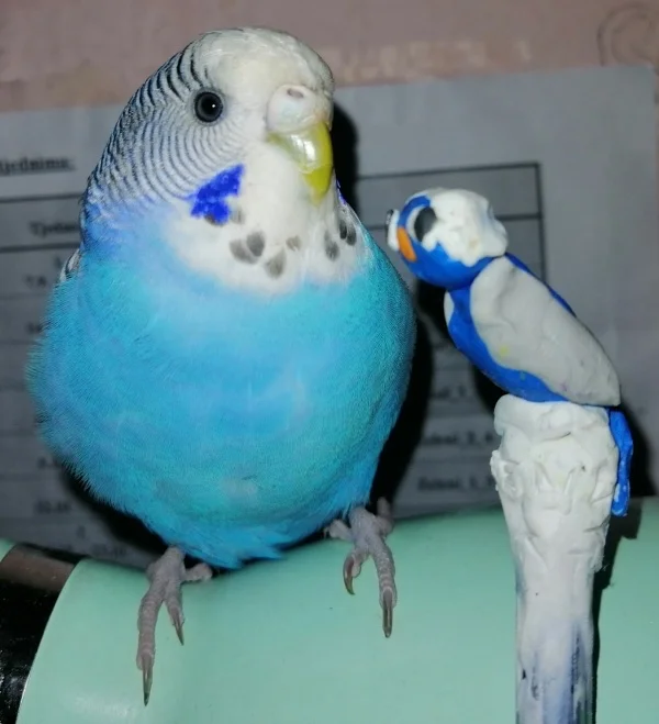 Wellensittich-Bild: Wendy ist ein wenig verwirrt - Wer ist das? Warum sieht er aus wie ich? - Die Dekoration auf dem Bleistift wurde von meiner Tochter aus Plastelin gemacht.