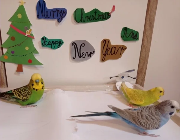Wellensittich-Bild: Kiko, Anny und Wendy wünschen euch allen frohe Weihnachten und ein gutes neues Jahr!