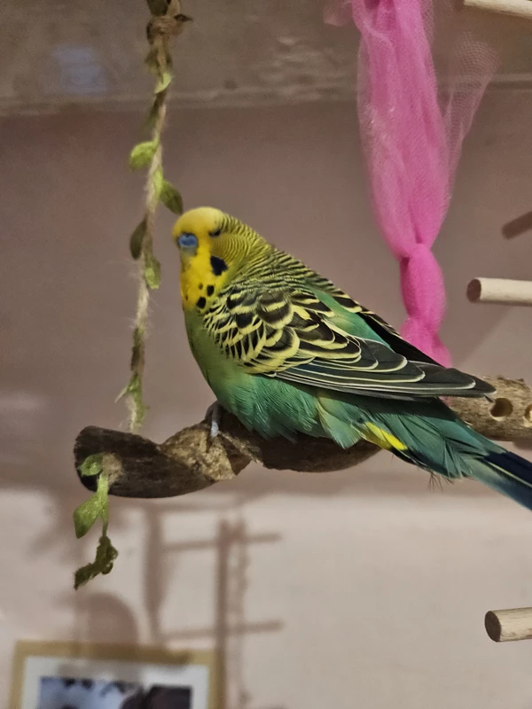 Wellensittich-Bild: Er mag hoch zu fliegen und auf dieser Schaukel am Dachfenster schaukeln. Er ist brav, kann ein Paar Tricks und ist ein echtes Schmüsseltier...