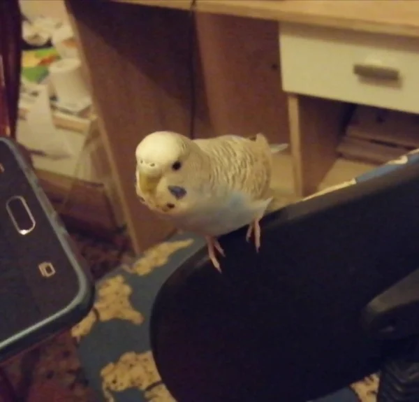Wellensittich-Bild: Wendy ist ein kluger Vogel. Ich beschloss, ihr das Sprechen beizubringen. Sie hört anderen Vögeln zu, die im Internet sprechen, und ich sage neben ihrem Ohr die Worte dođi, was kommen bedeutet, whatcha doing und den Klang eines Kusses. Gibt es eine andere Möglichkeit, einem Papagei das Sprechen beizubringen? :) 