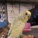 Blue ist unser neuer Plauderer 