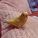 Anny