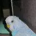 Bembo