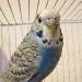  Vogel Wendy 