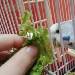 Wendy liebt Salat 