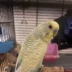 Blue ist unser neuer Plauderer 