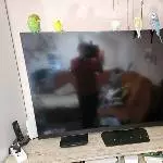 Alle meinen sechs Schönen 