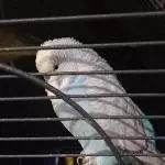 Bembo, immer schöner