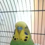 Kiko- der Weise 