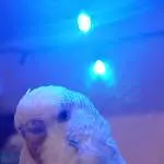 Bembo wünscht zu euch allen frohe Weihnachten!