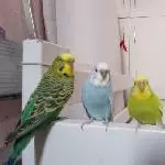 Quartett Regenbogen 