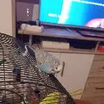 Wendy neckt die gelbe Anny