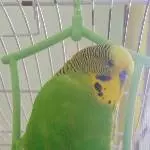 Kiko geht es wieder gut