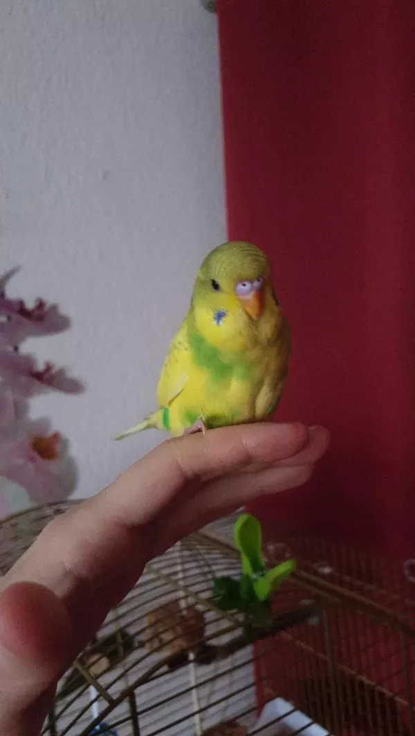 Wellensittich-Bild: er will immer nur kuscheln