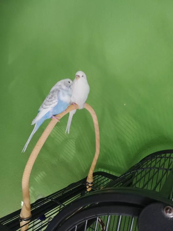 Wellensittich-Bild: Meine beiden Süßen! Susi für immer in meinem Herzen!