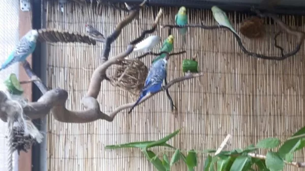 Wellensittich-Bild: Alle gemeinsam am schaukeln 