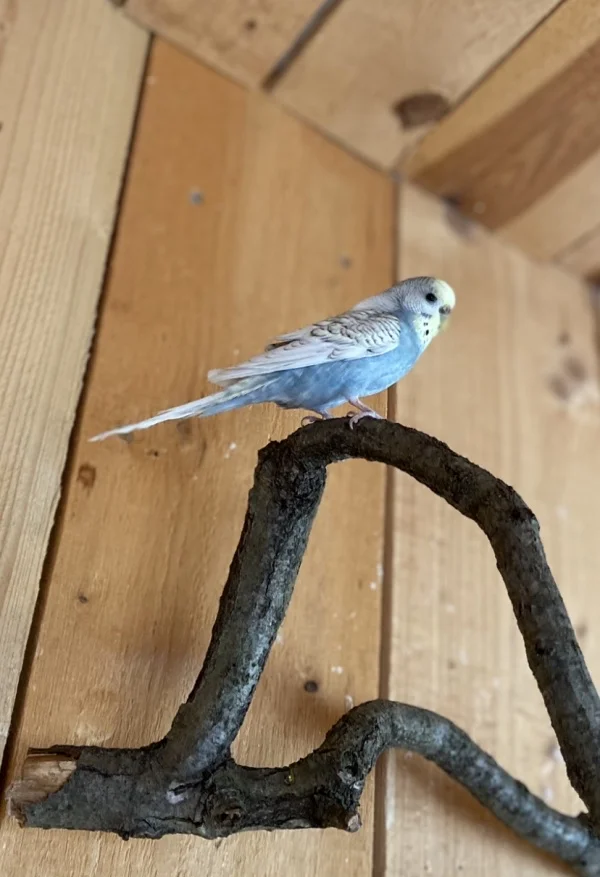 Wellensittich-Bild: Meine Berta