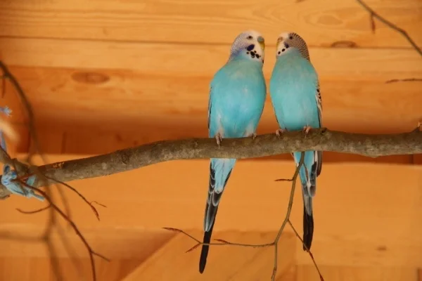 Wellensittich-Bild: Greedy und Cheeky 